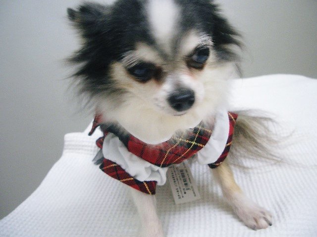 CIMG6700.JPG