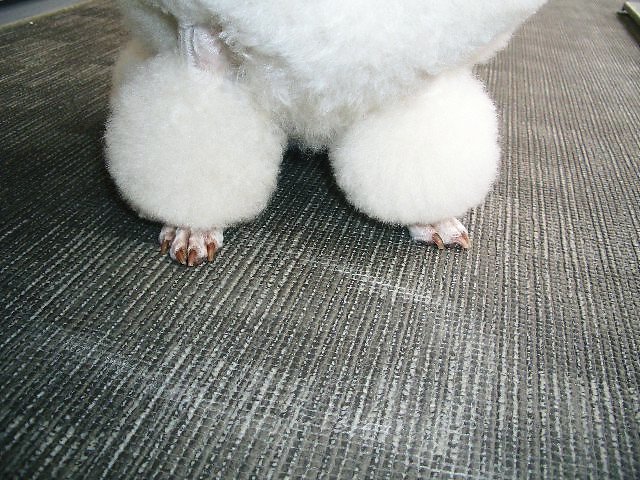 CIMG7609.JPG
